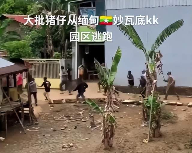 星全身照腿部伤痕惊心更多受害家属发声九游会J9入口营救神速！泰方公布星(图3)